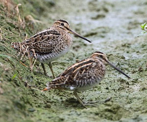Хараалж (Шугуйн хараалж)    